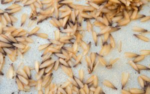 Termite swarmers are a common sign of termites in Central Florda - Heron Home & Outdoor