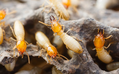 Is your Florida home at risk for termites? Heron Home & Outdoor in Orlando FL