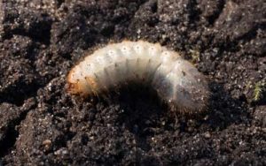 Grub found in Central FL - Heron Home & Outdoor