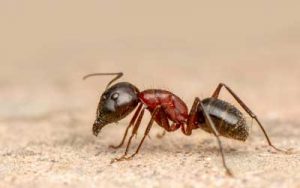 What fire ants look like in Central FL - Heron Home & Outdoor