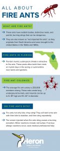 What to know about fire ants in Central FL - Heron Home & Outdoor