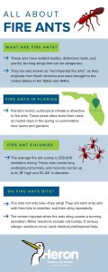 What to know about fire ants in Central FL - Heron Home & Outdoor