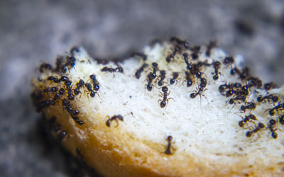 Why do ants suddenly appear in my Florida home? Heron Home & Outdoor