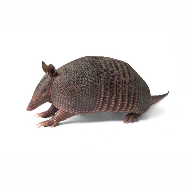 Armadillo identification in Central Florida - Heron Home & Outdoor
