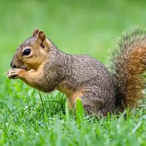 Fox squirrel on a lawn eating an acorn