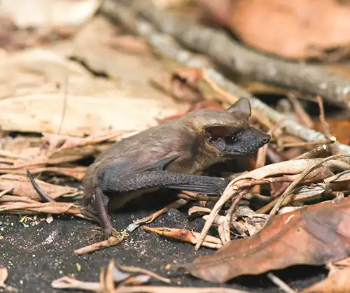 Mexican free-tailed bat in Central Florida - Heron Home & Outdoor