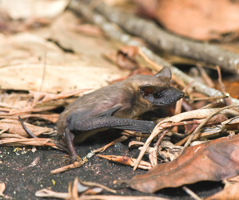 Mexican free-tailed bat in Central Florida - Heron Home & Outdoor