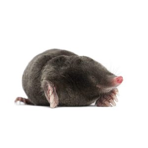 Mole identification in Central FL - Heron Home & Outdoor