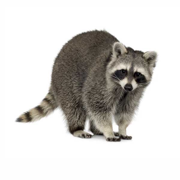 Raccoon identification in Central FL - Heron Home & Outdoor