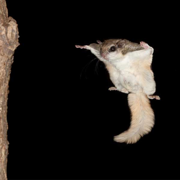 baby flying squirrel florida