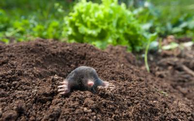 A mole found in Central FL - Heron Home & Outdoor