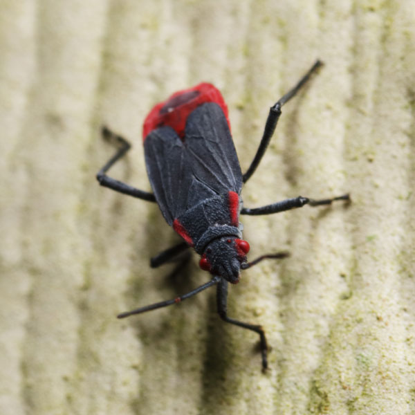 Jadera bug identification in Central Florida - Heron Home & Outdoor