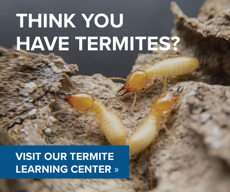 heron termite graphic