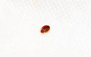 A bed bug in a hotel in Central FL - Heron Home & Outdoor