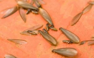 Termite swarmers in Central FL - Heron Home & Outdoor