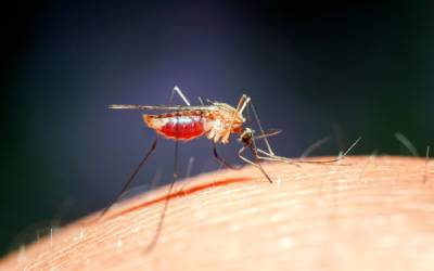 A mosquito in Central FL - Heron Home & Outdoor