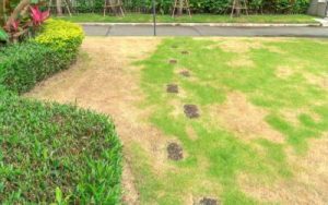 this yard with dry patches and dirt mounds suffers from lawn pest infestation