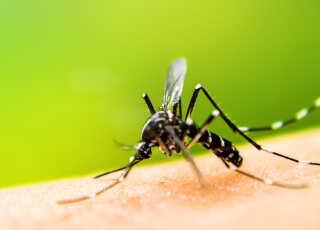Mosquito Learning Center