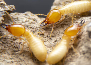 Termite Learning Center