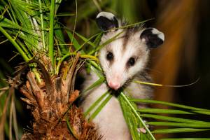 closeup of an opossum in a tropical setting