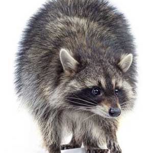 raccoon wildlife page