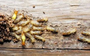 termites mobbing a wood structure