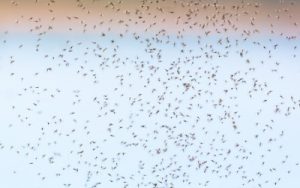 A swarm of mosquitoes in the sky over central Florida.
