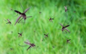 A swarm of mosquitoes over some grass outdoors