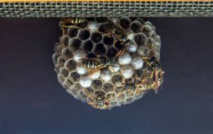 Wasps building a nest inside of a car