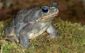 a cane toad in florida - one of many common animals that are invasive species