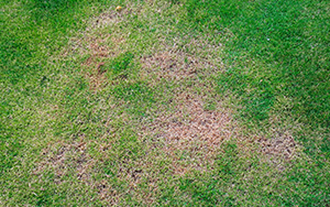 Identifying Lawn Fungus and Taking Action | Lawn Care Experts