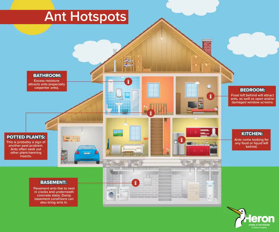 Ant hotspots in Florida homes - Heron Home & Outdoor