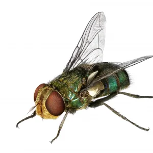 Blow Fly on white in Florida | Heron Home & Outdoor