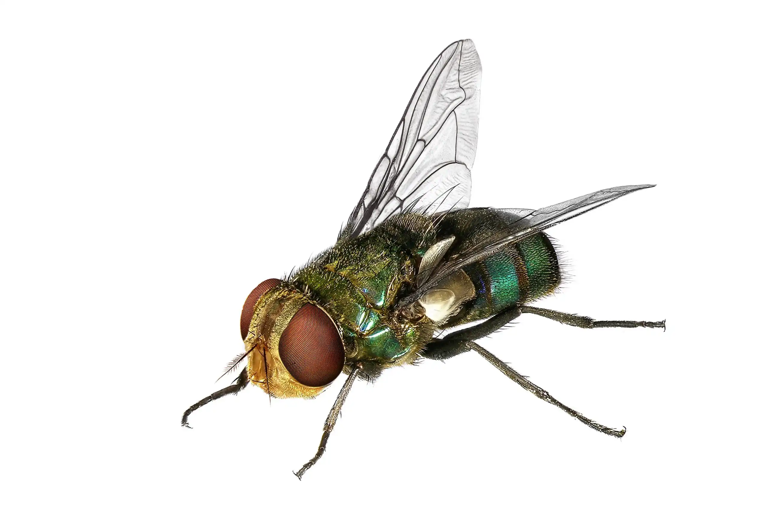 Blow Fly on white in Florida | Heron Home & Outdoor