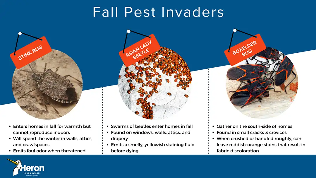 Fall pest prevention - Heron Home & Outdoor in Orlando and Central Florida