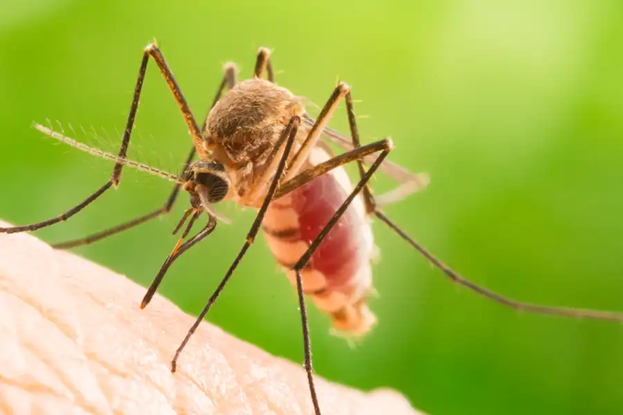 Mosquito identification in Central Florida - Heron Home & Outdoor