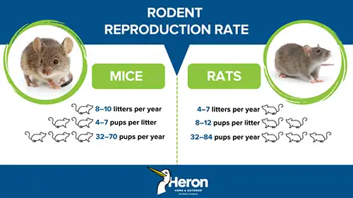 Rodent reproduction rate infographic - Heron Home & Outdoor in Central FL