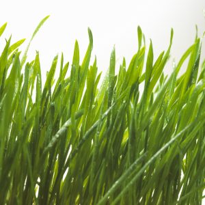 grass