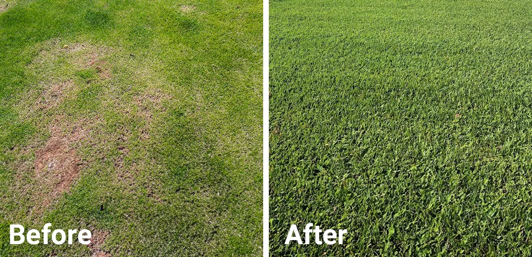 before-after-lawn
