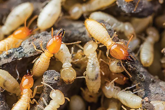 Cluster of termites upclose