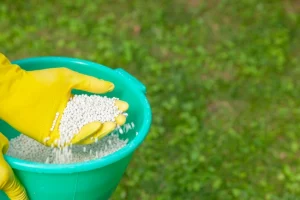 A gloved hand holding a handful of white fertilizer pellets from a bucket.