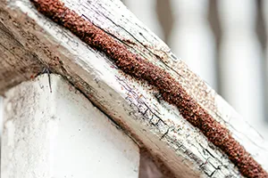 Termite mud tube