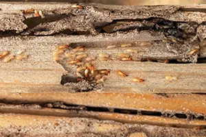 Termites swarm damaged wood