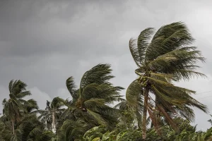 Florida palm trees are blown around by the wind of an incoming hurricane.