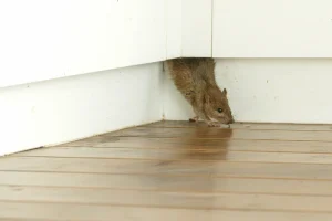roof rat sneaking into a Florida home