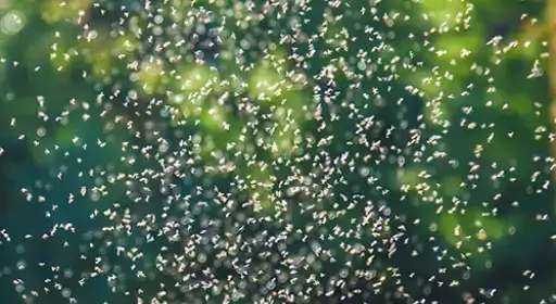 mosquito-swarm Mosquito Treatment in Central Florida - Heron Home & Outdoor