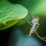 Close up of a mosquito at the edge of a leaf