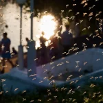A heavy swarm of mosquitoes flying near a park at sunset before a lasting mosquito treatment.