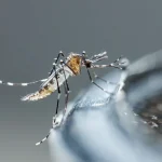 A mosquito perched on the edge of a bird bath