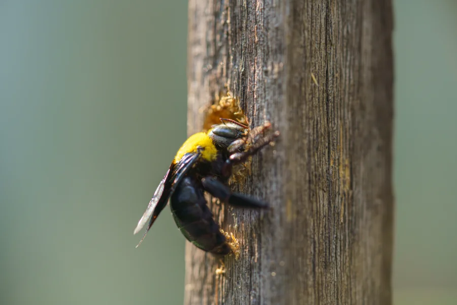 A carpenter bee chewing through a wooden post